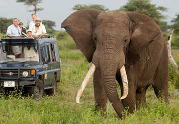 Wildlife and Wilderness: African Safaris Off the Beaten Path